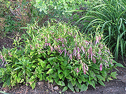 Pink Octopus Bellflower (Campanula punctata 'Pink Octopus') at Make It Green Garden Centre