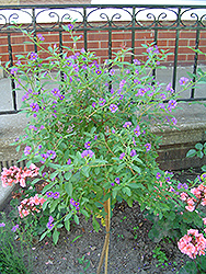 Blue Potato Bush (tree form) (Solanum rantonnetii) at Make It Green Garden Centre