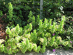 Bells Of Ireland (Moluccella laevis) at Make It Green Garden Centre