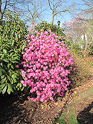 Landmark Rhododendron (Rhododendron 'Landmark') at Make It Green Garden Centre