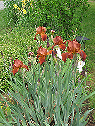 Sultan's Palace Iris (Iris 'Sultan's Palace') at Make It Green Garden Centre