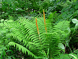 Cinnamon Fern (Osmunda cinnamomea) at Lurvey Garden Center