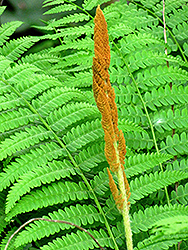 Cinnamon Fern (Osmunda cinnamomea) at Make It Green Garden Centre