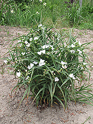 Snowcap Spiderwort (Tradescantia x andersoniana 'Snowcap') at Make It Green Garden Centre
