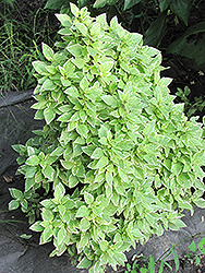 Lemon Basil (Ocimum x citriodorum 'Perpetual Pesto') at Make It Green Garden Centre