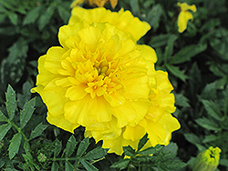 Yellow Boy Marigold (Tagetes patula 'Yellow Boy') at Make It Green Garden Centre