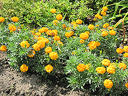 Jubilee Orange Marigold (Tagetes erecta 'Jubilee Orange') at Make It Green Garden Centre
