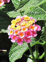 Lantana (Lantana camara) at Make It Green Garden Centre