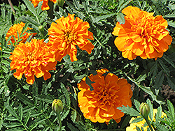Orange Boy Marigold (Tagetes patula 'Orange Boy') at Make It Green Garden Centre