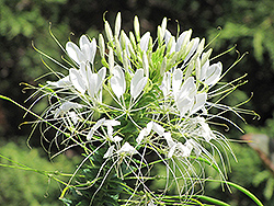 Sparkler White Spiderflower (Cleome hassleriana 'Sparkler White') at Make It Green Garden Centre
