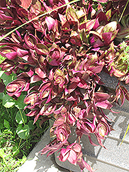 Purple Wandering Jew (Tradescantia fluminensis 'Purple') at Make It Green Garden Centre