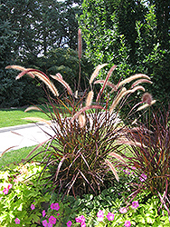 Purple Fountain Grass (Pennisetum setaceum 'Rubrum') at Make It Green Garden Centre