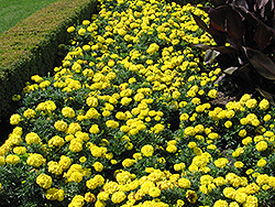 Inca Yellow Marigold (Tagetes erecta 'Inca Yellow') at Make It Green Garden Centre