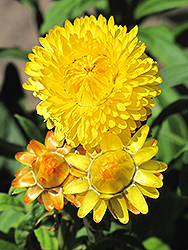 Dreamtime Jumbo Yellow Strawflower (Bracteantha bracteata 'OHB003790') at Make It Green Garden Centre