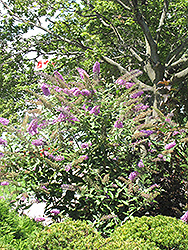 Pink Delight Butterfly Bush (Buddleia davidii 'Pink Delight') at Make It Green Garden Centre