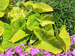 Royal Hawaiian Maui Gold Elephant Ear (Colocasia esculenta 'Maui Gold') at Make It Green Garden Centre