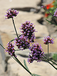 Tall Verbena (Verbena bonariensis) at Make It Green Garden Centre