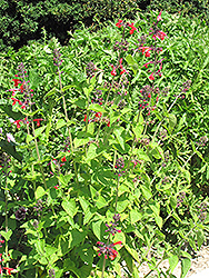 Pineapple Sage (Salvia elegans 'Pineapple') at Make It Green Garden Centre