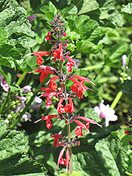 Pineapple Sage (Salvia elegans 'Pineapple') at Make It Green Garden Centre