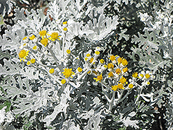 Silver Dust Dusty Miller (Senecio cineraria 'Silver Dust') at Make It Green Garden Centre