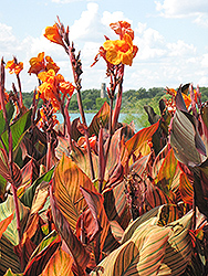 Tropicanna Canna (Canna 'Phasion') at Make It Green Garden Centre