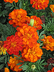 Durango Red Marigold (Tagetes patula 'Durango Red') at Make It Green Garden Centre
