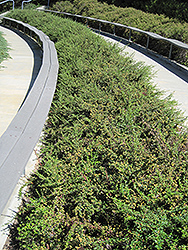 Bearberry Cotoneaster (Cotoneaster dammeri) at Make It Green Garden Centre