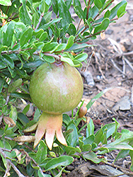 Dwarf Pomegranate (Punica granatum 'Nana') at Make It Green Garden Centre