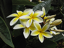 Common Frangipani (Plumeria rubra var. acutifolia) at Make It Green Garden Centre