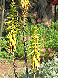 Aloe Vera Barbadensis (Aloe vera 'Barbadensis') at Make It Green Garden Centre