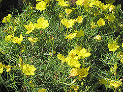 Shimmer Evening Primrose (Oenothera fremontii 'Shimmer') at Make It Green Garden Centre