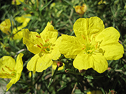 Shimmer Evening Primrose (Oenothera fremontii 'Shimmer') at Make It Green Garden Centre