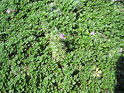Elfin Creeping Thyme (Thymus praecox 'Elfin') at Make It Green Garden Centre