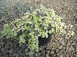 Limelight Licorice Plant (Helichrysum petiolare 'Limelight') at Make It Green Garden Centre