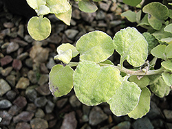 Limelight Licorice Plant (Helichrysum petiolare 'Limelight') at Make It Green Garden Centre