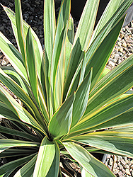 Color Guard Adam's Needle (Yucca filamentosa 'Color Guard') at Make It Green Garden Centre