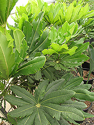 False Aralia (Schefflera elegantissima) at Make It Green Garden Centre