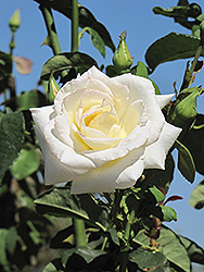 Honor Rose (Rosa 'Honor') at Make It Green Garden Centre