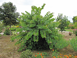 Little Woody Redbud (Cercis canadensis 'Little Woody') at Make It Green Garden Centre