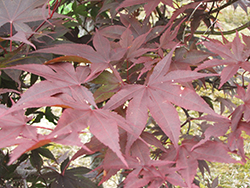 Red Emperor Japanese Maple (Acer palmatum 'Red Emperor') at Lurvey Garden Center