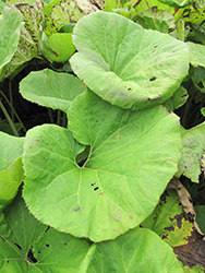 Giant Japanese Butterbur (Petasites japonicus 'var. giganteus') at Make It Green Garden Centre