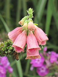 Strawberry Foxglove (Digitalis x mertonensis) at Make It Green Garden Centre