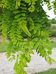 Frisia Locust (Robinia pseudoacacia 'Frisia') at Make It Green Garden Centre