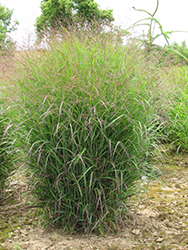 Prairie Sky Switch Grass (Panicum virgatum 'Prairie Sky') at Make It Green Garden Centre