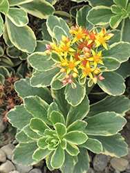 Variegated Russian Stonecrop (Sedum kamtschaticum 'Variegatum') at Make It Green Garden Centre