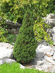 Jean's Dilly Spruce (Picea glauca 'Jean's Dilly') at Make It Green Garden Centre