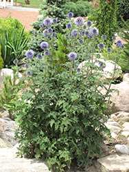 Veitch's Blue Globe Thistle (Echinops ritro 'Veitch's Blue') at Make It Green Garden Centre