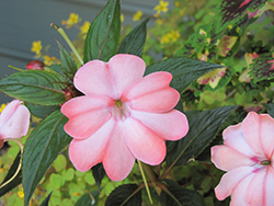 SunPatiens Compact Blush Pink New Guinea Impatiens (Impatiens 'SakimP013') at Make It Green Garden Centre