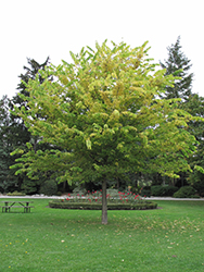 Common Hackberry (Celtis occidentalis) at Lurvey Garden Center