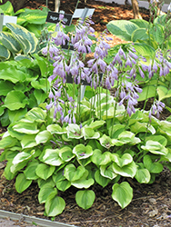 Grand Tiara Hosta (Hosta 'Grand Tiara') at Make It Green Garden Centre